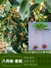 Un retoño de osmanthus, grandes flores de osmanthus de cuatro estaciones, elixir dorado del alto poste nativo del patio de agosto, pabellón Tianxiang Shen