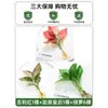 Plantas Hidropónicas en Maceta con Flores, Flores de Interior y Plantas Verdes, Plantas Acuáticas Fáciles de Cuidar en Todas las Estaciones, Rábano Verde, Espárragos Ricos, Arracacha, Palmera Roja y Blanca