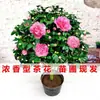 Planta de Camélia Perfumada em Vaso, Mudas de Camélia de Cheiro Forte, Flores Grandes para Jardim Interno Fáceis de Cuidar, Promoção de Osmanthus de Quatro Estações
