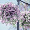 Semillas de Petunia Colgante Importadas, Semillas de Petunia, Semillas de Flores Colgantes Fáciles de Cultivar en Maceta, Semillas de Flores para Siembra en Cuatro Estaciones