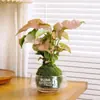 Planta Xu Huiji rosa con capullos, planta de bola de musgo hidropónico, flor de interior en maceta para sala de estar y escritorio de oficina, venta al por mayor