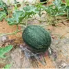 Soporte grueso para sandía anti-pudrición Hami melón melón cantalupo fábrica soporte redondo plástico de ampolla tapete para melón en stock soporte para melón