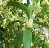 Planta de Osmanthus de una sola pieza para envío directo, de cuatro estaciones, en maceta, para patio, Osmanthus Dorado en flor, Bonsái, Planta de hoja perenne, Para plantar en exterior