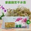 Musgo de agua seco, micropaisaje, musgo de agua, flor de orquídea, planta carnosa, sustrato de nutrición, suelo de musgo, suelo especial, almohadilla para mascotas