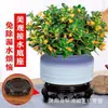 Planta Suspensa Flor Peixe Dourado, Flor Peixe Dourado em Vaso com Botões de Flor, Planta Verde Perene de Interior, Flores Que Florescem o Ano Todo