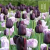 Semillas de bulbos de tulipán, bulbos holandeses de pétalo simple de 5 grados, flores de interior en maceta, florecen todo el año, fáciles de cuidar, aptos para cultivo hidropónico, venta al por mayor