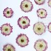 Gradiente Dos Tonos Rosa Al Por Mayor Flor Real Relieve Muestra Cara Relieve Lámpara de Mesa Pegatina de Vela Flor Seca Hecho a Mano Bricolaje