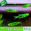Mariposa de Cola Larga Ala de Mariposa Pez Cebra Manzana Verde Arándano Limón Verde Esmeralda Pez Cebra Vivo Peces Pequeños Peces Ornamentales Tropicales