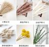 Flores Secas de Amazon Hierba de Pampa Cañas Decorativas Hierba Cola de Conejo DIY Ramo Mixto Exclusivo Transfronterizo Materiales DIY de Flores Secas