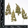 Hojas de Helecho Hojas Reales DIY Planta Espécimen en Relieve Marco de Fotos Pegamento Funda de Teléfono Vela de Aromaterapia Material Venta al por Mayor