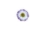 Material de Flor Seca Grande Margarida DIY Flor Baffed de Planta Flor Verdadeira Espécime de Planta Marcador de Página Embossado Decoração de Rosto