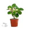 Planta Verde Pequeña en Maceta con Frutos, Maceta de Cerámica Árbol Bodi, Adorno de Escritorio Estilo Zen Chino, Fácil de Cuidar