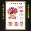 Mapa de puntos de meridianos del cuerpo completo estándar alto niños claro medicina tradicional china masaje de pies acupuntura póster de salud