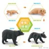 Juguete modelo de animal pequeño simulación ciclo de vida crecimiento rana tortuga pollo Montessori material didáctico preescolar venta al por mayor