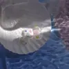 Adesivos de Unha Shell Light 3D Estéreo Populares Ins Adesivos de Unha Coloridos Acessórios de Arte para Unhas de Concha Estilo Misto