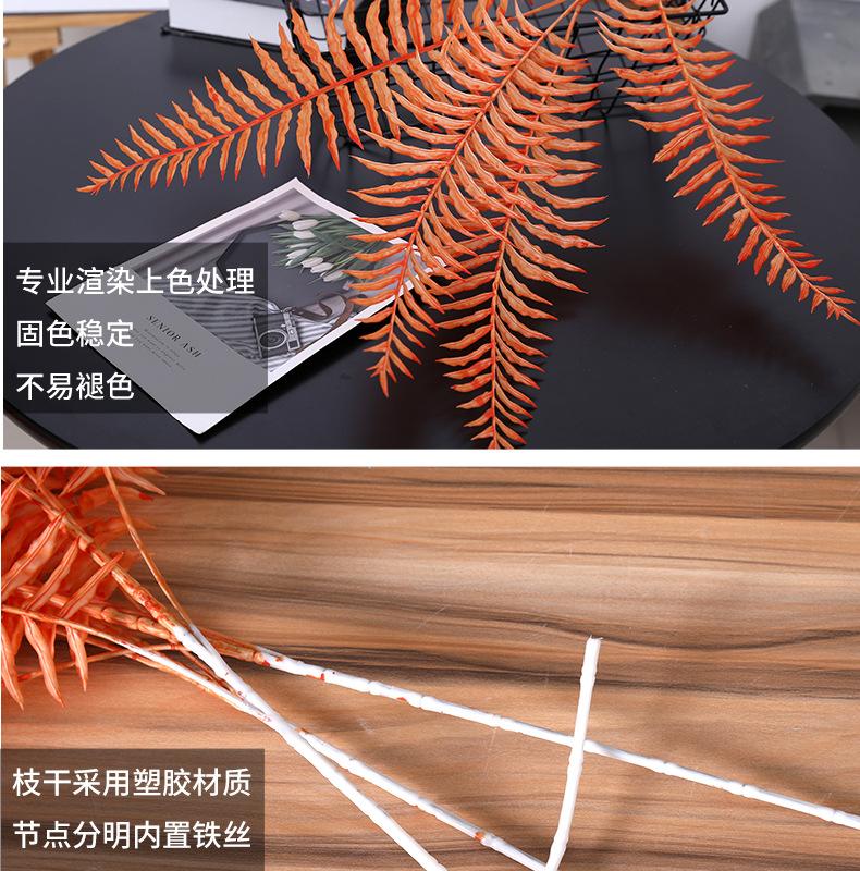 5叉波斯叶_10.jpg