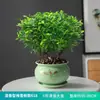 Repelente de Mosquitos, Madera de Pimienta Fragante, Plantas Verdes de Interior en Maceta, Fácil de Cultivar, Absorbe Formaldehído, Plántulas de Flor Jiuli Xiang, Cultivo en Agua