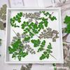 Saco de Flores Secas com Relevo de Folha de Thalictrum Atacado DIY Porta-Retrato Marcador de Página Cola para Unha Material Artesanal com Relevo