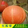 Sementes Atacado Sementes de Abóbora Castanha Doce Vermelha Varanda de Casa Sementes de Abóbora Castanha Doce Vermelha Doces e Deliciosas 5g