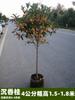 Un retoño de osmanthus, grandes flores de osmanthus de cuatro estaciones, elixir dorado del alto poste nativo del patio de agosto, pabellón Tianxiang Shen