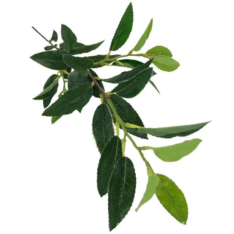 XRB-130 单枝大白茶叶2.jpg