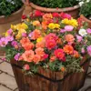 Plántulas de Girasol de Doble Pétalo Inmortales con Raíces y Brotes Enviadas en Maceta Florales Balcón Plantas Verdes Florecientes