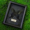 Marco de Fotos con Espécimen de Mariposa Verdadera Pintura Decorativa Europea y Americana DIY Marco de Fotos Retro Decoración del Hogar Regalo de Cumpleaños