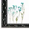 Xiacao Espécimen de Planta en Relieve Goteo de Gel Carcasa para Teléfono Móvil diy Material de Marco de Fotos Flores Secas en Relieve Flores Reales Maquillaje de Novia