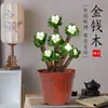 Suculenta Jinqianmu de vaso antigo Planta de vaso para as Quatro Estações interna fácil de cuidar mesa de escritório com bonsai planta verde pequena florífera