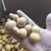 Cabaça americana pequena sem cabeça de dragão, pingente de cabaça colecionável popular, fornecimento de cabaça de 4-6cm sem cabeça de dragão