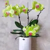 Las plántulas de Phalaenopsis son fáciles de cultivar en todas las estaciones. Plantas Verdes y Flores en Maceta para Balcón de Oficina en Interiores Fáciles de Cultivar