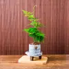 Plantas de Espárragos en Maceta Plantas Verdes de Interior para Oficina Plántulas Bonsái Bambú Nube Enano Tangshan Flor de Viento Maceta Plantas Pequeñas en Maceta