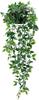 Combinação de plantas de vaso suspensas da Amazon, planta de vaso de eucalipto, tira suspensa, bonsai, decoração de interior, planta verde, planta de vaso de simulação