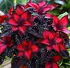 Fornecimento transfronteiriço de flores de epiderme coloridas com folhas, caules de raízes de flores de epiderme, bulbos de flores de epiderme chama de pavão e sementes de flores no atacado