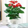 Anturio Rojo, Anturio Rosa, Anturio Blanco, Flores en Maceta, Plantas Verdes, Plantas Hidropónicas, Plantas de Interior Fáciles de Cultivar, Perennes Todo el Año