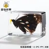 Artesanías de especímenes, insectos reales, escarabajo ciervo, escorpión, escarabajo, araña, regalos de enseñanza de ciencias biológicas, adornos de resina