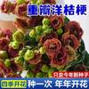 E-commerce Dropshipping de Sementes de Lisianthus para Uso Interno e Externo em Todas as Estações, Sementes de Flores em Vaso Fáceis de Cultivar para Floração Externa