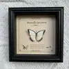 Marco de Fotos con Foto de Espécimen de Mariposa Real Elegante Madera Decorativa Pintura Muebles para el Hogar Marco de Fotos Retro Europeo Mesa Regalo de Cumpleaños