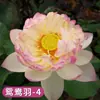 Venta al por mayor de plantas ornamentales en maceta, semillas de loto y nenúfar cultivadas en agua, semillas de flor de loto de cuenco y nenúfar para estanques hidropónicos