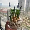 Bulbos e sementes de Jacinto para cultivo hidropônico em ambiente interno, cultivo em solo no inverno, flores de vaso resistentes e fáceis de cultivar