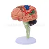Modelo de Anatomia do Cérebro Humano Montado 4D Modelo de Cérebro Modelo de Cérebro Modelo de Estrutura Cerebral Brinquedos Educativos Infantis