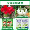 Tulipanes Hidropónicos al por Mayor 5 Grados Bulbos Grandes Resistentes al Frío para Invierno Interior/Exterior Fáciles de Cultivar para Principiantes Flores en Maceta Plantas