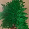 Transfronterizo, Helecho Alpino Flor Eterna Blanco, un Paquete de 10 Piezas, Accesorios DIY para Posar Flores, Entrega de Helechos