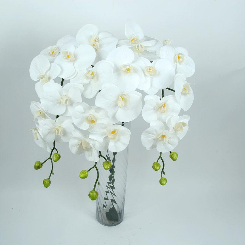 胶片蝴蝶兰 主图9.jpg