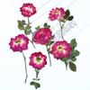 Rosa e roxo rosa flor seca em relevo gel caindo capa de telefone móvel faça você mesmo flor verdadeira e folha espécime material pacote planta etiqueta