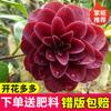 Dropshipping Plántulas de Camelia Xiangfei Plantas de Camelia en Maceta Florecen en Todas las Estaciones y Son Buenas para Alimentar Interiores Sala de Estar Balcón Exterior