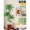 Planta Viva Jacaranda Sala de Estar Planta Grande en Maceta Interior Fácil de Mantener de Pie Flor Real Paisaje Jardinería para Absorber Formaldehído