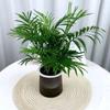 Planta verde de escritório vaso pequeno de mesa hidropônico sala de estar interior florindo árvore da boa sorte endro verde flores de mesa
