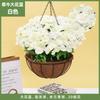 Plantas Colgantes Artificiales Colgantes de Pared Lirio Cesta Pequeña de Flores Flores Falsas Margarita Pequeña Flor de Gloria de la Mañana Rama Decoración del Hogar