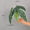 Plantas Verdes Simuladas Hoja de Tortuga Hoja de Begonia Hoja de Manzana Hoja con Agujeros Paisajismo Micro Paisajismo Materiales de Hojas Materiales de Combinación para Decoración Suave Estilo Bosque